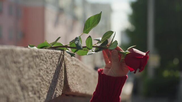 Woman in red sweater reaches out to pick up and smell single fresh rose on edge of urban stone wall with soft daylight illuminating her profile against blurred city buildings