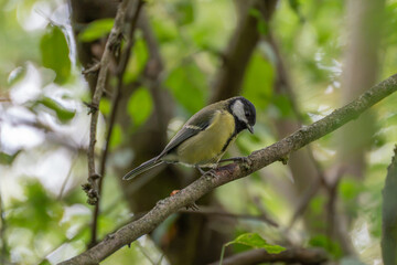 A great tit with a black head and yellow breast perches on an upward-angled branch, surrounded by soft green woodland leaves. © Jakob