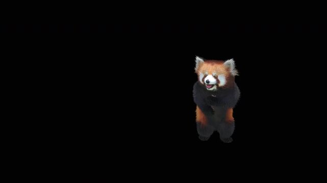 Cute 3D animated red panda dancing rumba with alpha channel. Cartoon animal character isolated for compositing, motion graphics, video editing, and digital content creation.