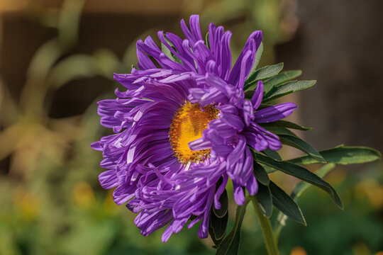 Purple aster flower blooming in autumn garden close up macro photograph