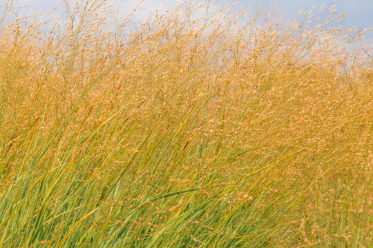 Wild switchgrass field blowing in the wind under warm summer sunlight