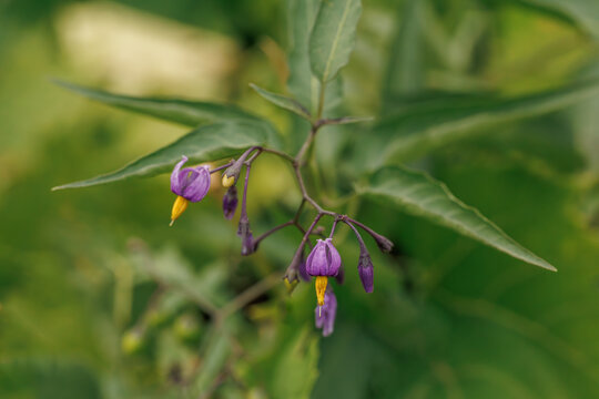 Purple nightshade flowers blooming on a wild green bush close up macro shot