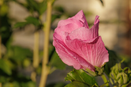 Pink hibiscus flower bud opening in sunny garden close up macro photograph