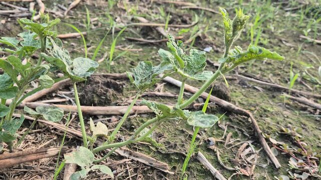 Young Watermelon Seedling Growing in Agricultural Field Commercial Video