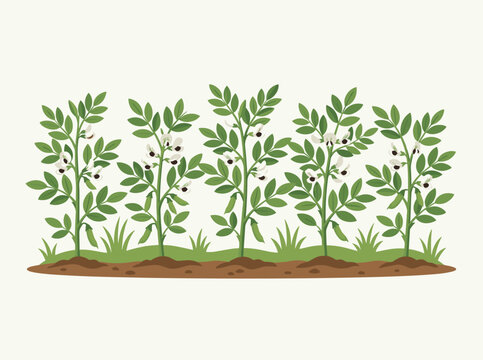 Vector illustration of a row of five flowering broad bean plants (Vicia faba) growing in a garden bed with visible soil and grass, featuring white flowers with black spots and green pods.