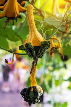 Unique two toned winged ornamental gourd with a yellow neck and warty dark green base hanging from vine in greenhouse farm. Decorative warty gourd and small pumpkin. Fancy crown of thorns gourd.