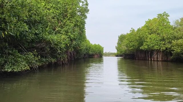 Scenic Waterway Through Pichavaram Mangrove Forest, Tamil Nadu, India
