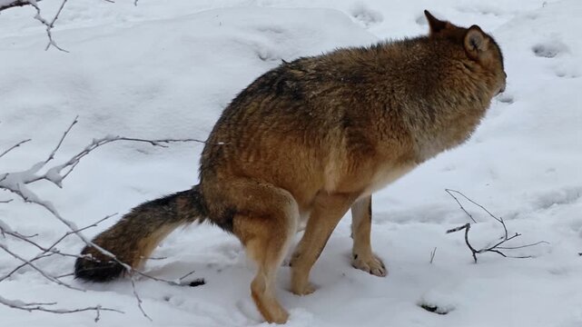 wild wolf defecating in a snowy field	
