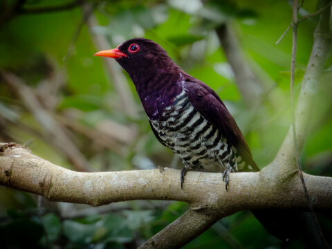 Male Violet Cuckoo (Chrysococcyx xanthorhynchus) showing glossy violet plumage and boldly barred underparts while perched in tropical forest in Indonesia.