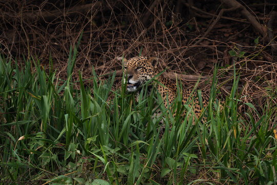 Jaguar - Panthera onca, beautiful large cat from South American forests, Pantanal, Brazil.