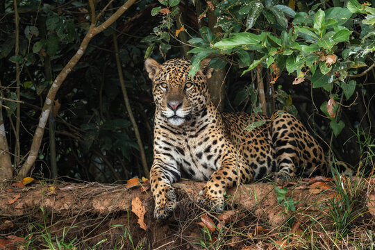 Jaguar - Panthera onca, beautiful large cat from South American forests, Pantanal, Brazil.