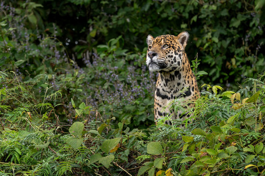 Jaguar - Panthera onca, beautiful large cat from South American forests, Pantanal, Brazil.