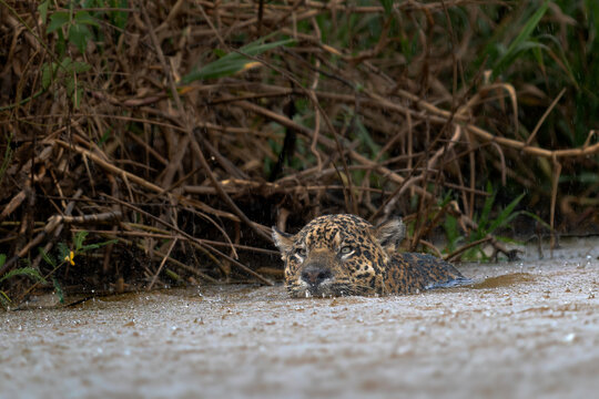 Jaguar - Panthera onca, beautiful large cat from South American forests, Pantanal, Brazil.