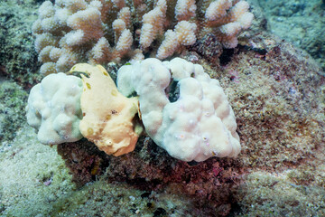 Frogfish at Sheraton Caves, Kauai, Hawaii © Steve