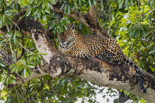 Jaguar - Panthera onca, beautiful large cat from South American forests, Pantanal, Brazil.