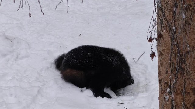 a wild wolverine foraging on snow-covered ground in Finland during winter.