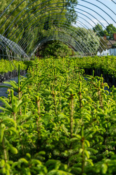 Young green Norway Spruce and Nordmann Fir trees grow in neat rows in a Suffolk nursery, carefully cultivated for Christmas, set in the peaceful charm of an English village countryside.
