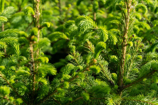 Young green Norway Spruce and Nordmann Fir trees grow in neat rows in a Suffolk nursery, carefully cultivated for Christmas, set in the peaceful charm of an English village countryside.