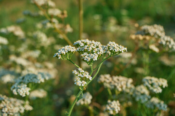 Fresh White Rowan alternative Achillea Millefolium Branch close up © Алексей Филатов
