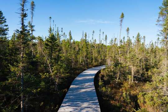 Boardwalk Through Sax-Zim Bog