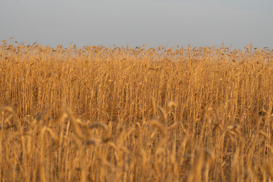Golden wheat field