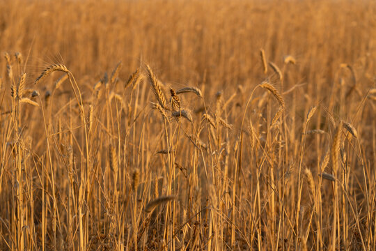 Golden wheat field
