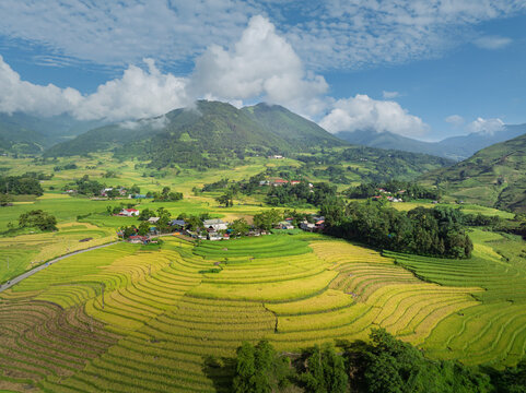 Golden Rice Terraces and Mountain Valley in Lao Cai, Vietnam