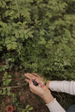 Gathering berries