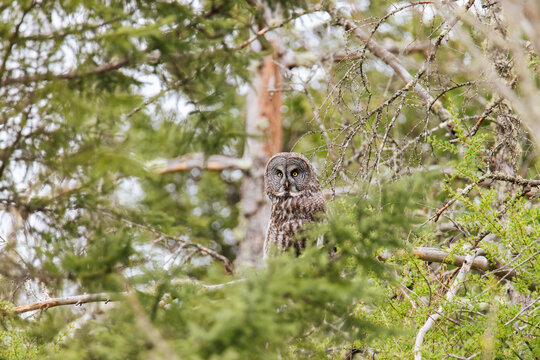 Camouflaged Great Gray Owl in Forest