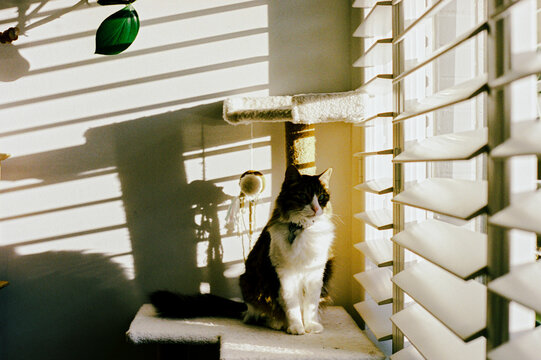Sunlit Cat Posing on Plush Cat Tree by Window