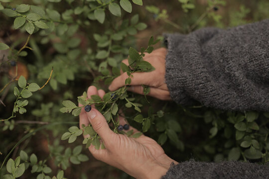 Exploring berry filled woodland