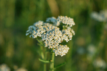 Blooming Common Yarrow Achillea Millefolium in Summer Meadow © Алексей Филатов