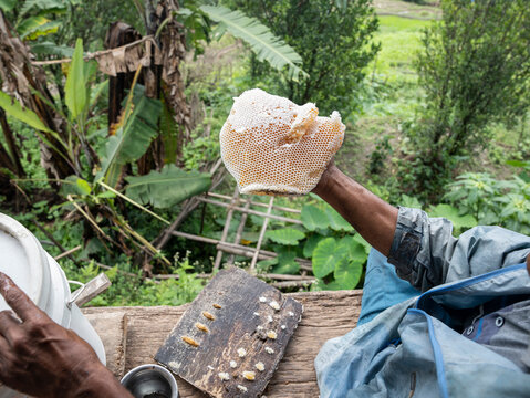Traditional Bee Keeping