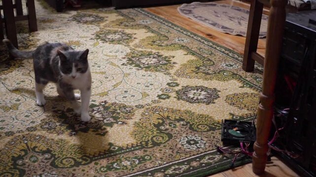Curious cat cautiously looking at disassembled computer parts on the carpet, Domestic cat curiously examines a disassembled system unit and PC parts on the floor
