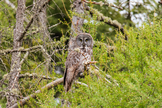 Great Gray Owl Amid Lichen Branches