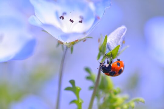 Ladybug