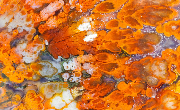 Colorful Petrified Wood