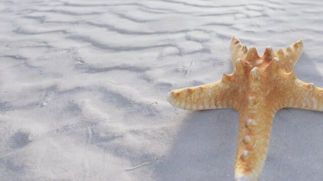 A starfish rests on the wet sand at the beach. The tide has receded, revealing patterns in the sand. Shells and small stones are scattered nearby. The sun shines overhead.