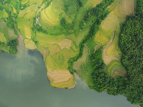 Aerial View of Golden Terraced Rice Paddy