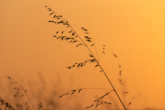 Single grass stem in golden light