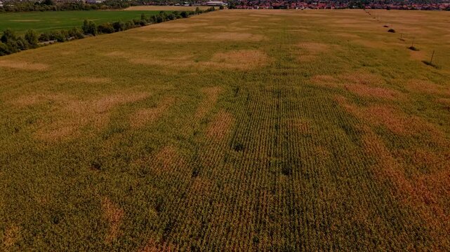Wide Aerial View of Corn Field and Agricultural Farmland in Doglodi Sarajevo