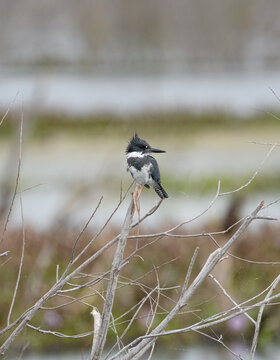 Belted king fisher bird sitting on a branch