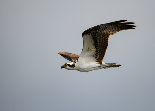 Ospry against a gray sky while fishing