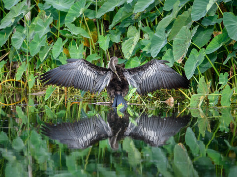 Anhinga standing on a branch in the water drying his wings