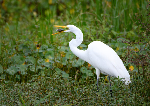 Great egret with a turtle that he caught for lunch