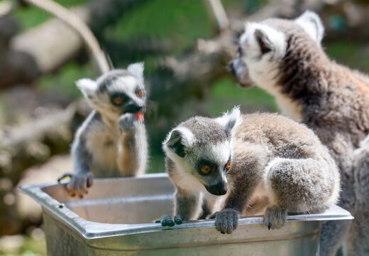 Ring-tailed lemur (Lemur catta)