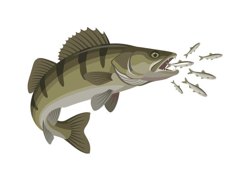 Vector illustration of a large zander or pikeperch predator fish with an open mouth hunting a school of small baitfish, isolated on a white background for commercial fishing design.