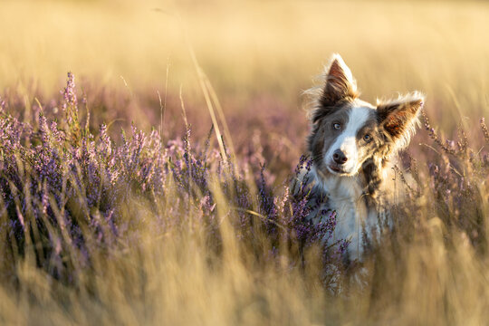 Curious Border Collie Tilting Head Among Purple Heather at Golden Hour