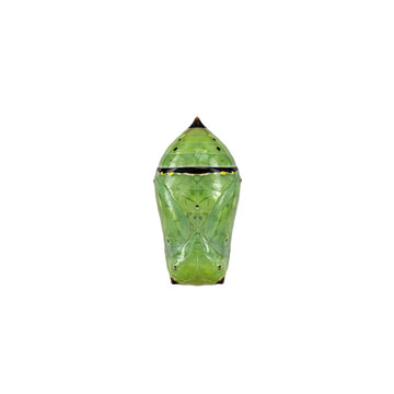 Bright green monarch butterfly chrysalis with dark banding details isolated on a transparent background