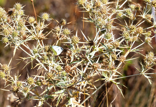 Falter in Distel